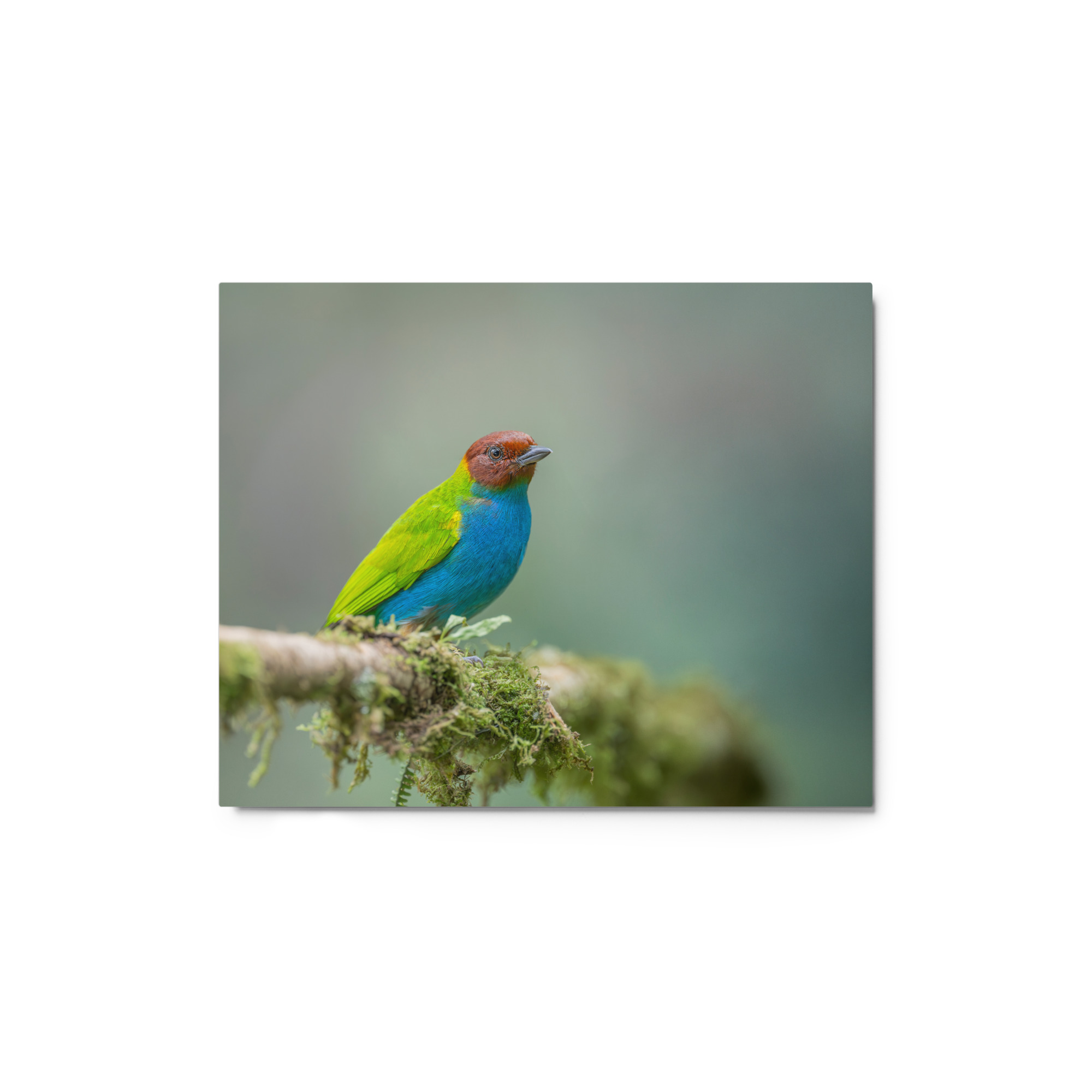 Bay Headed Tanager in rain Forest! Metal prints - Image 2