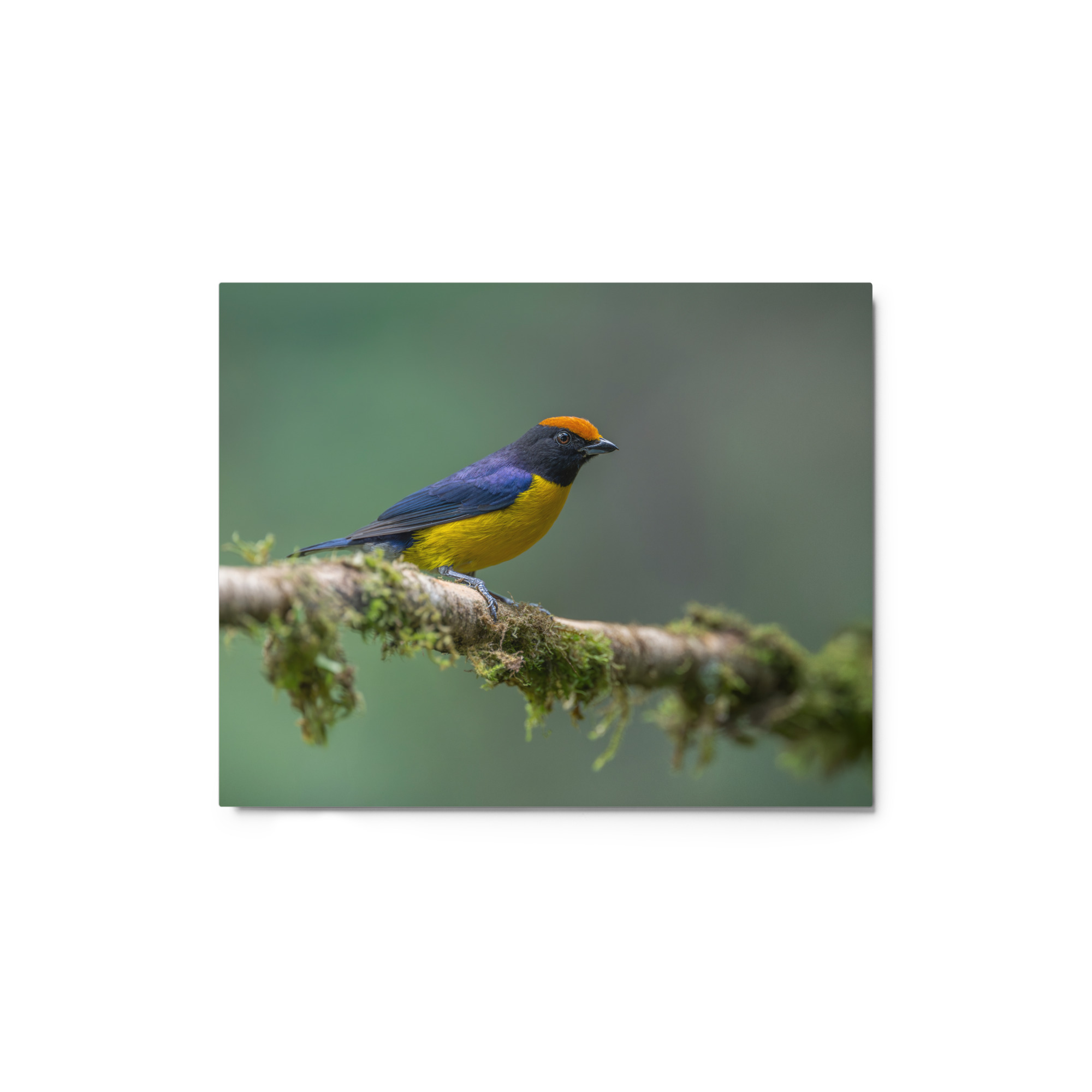 Tawny-capped euphonia in cloud forest! Metal prints - Image 2