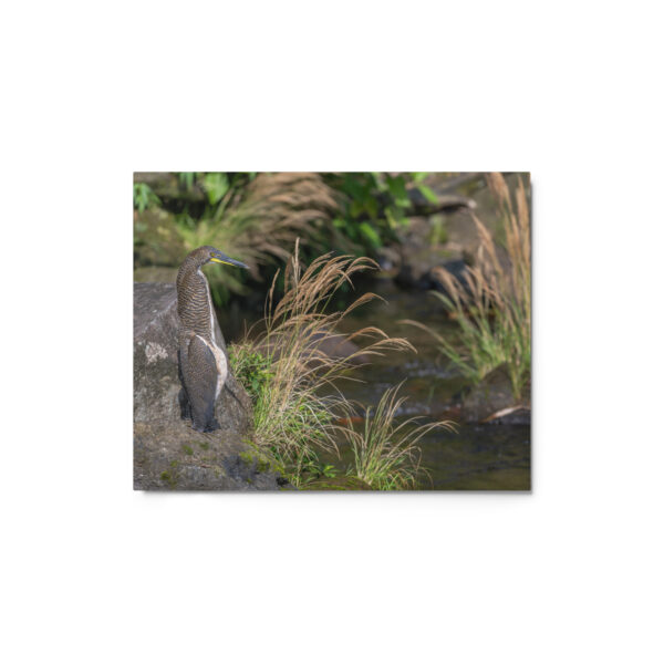 Bare-throated tiger heron! Metal prints