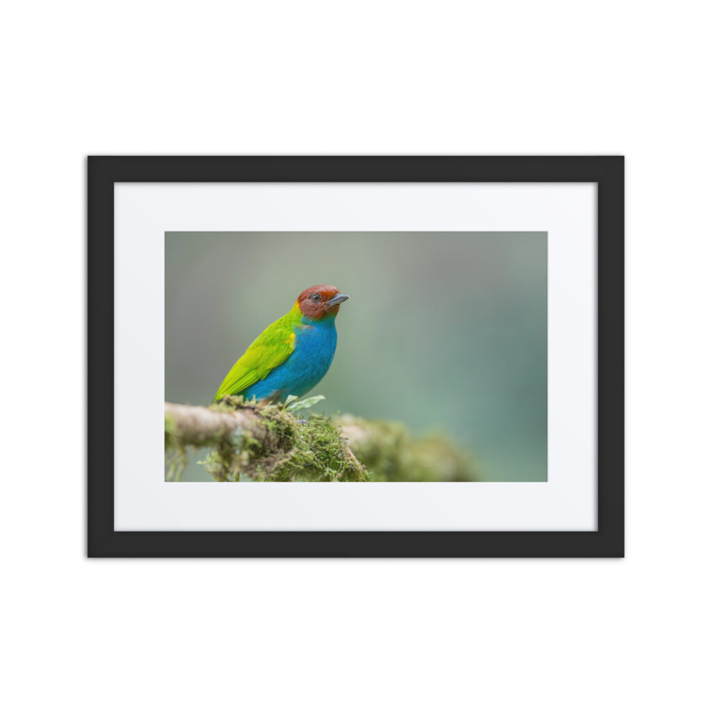 Bay Headed Tanager in rain Forest! Framed poster