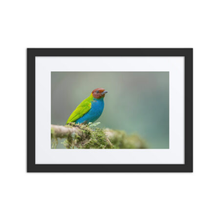 Bay Headed Tanager in rain Forest! Framed poster