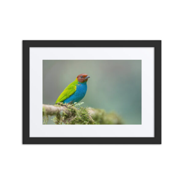 Bay Headed Tanager in rain Forest! Framed poster
