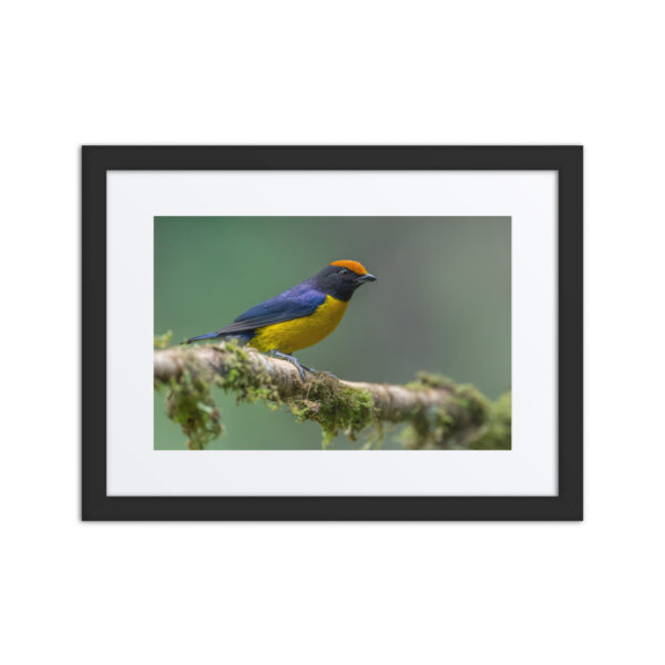Tawny-capped euphonia in cloud forest! Framed poster