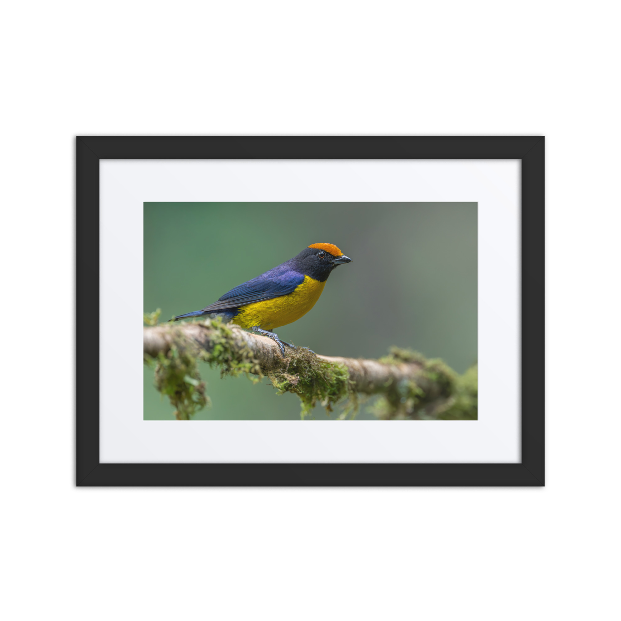 Tawny-capped euphonia in cloud forest! Framed poster