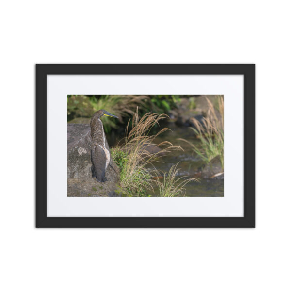Bare-throated tiger heron! Framed Mat poster