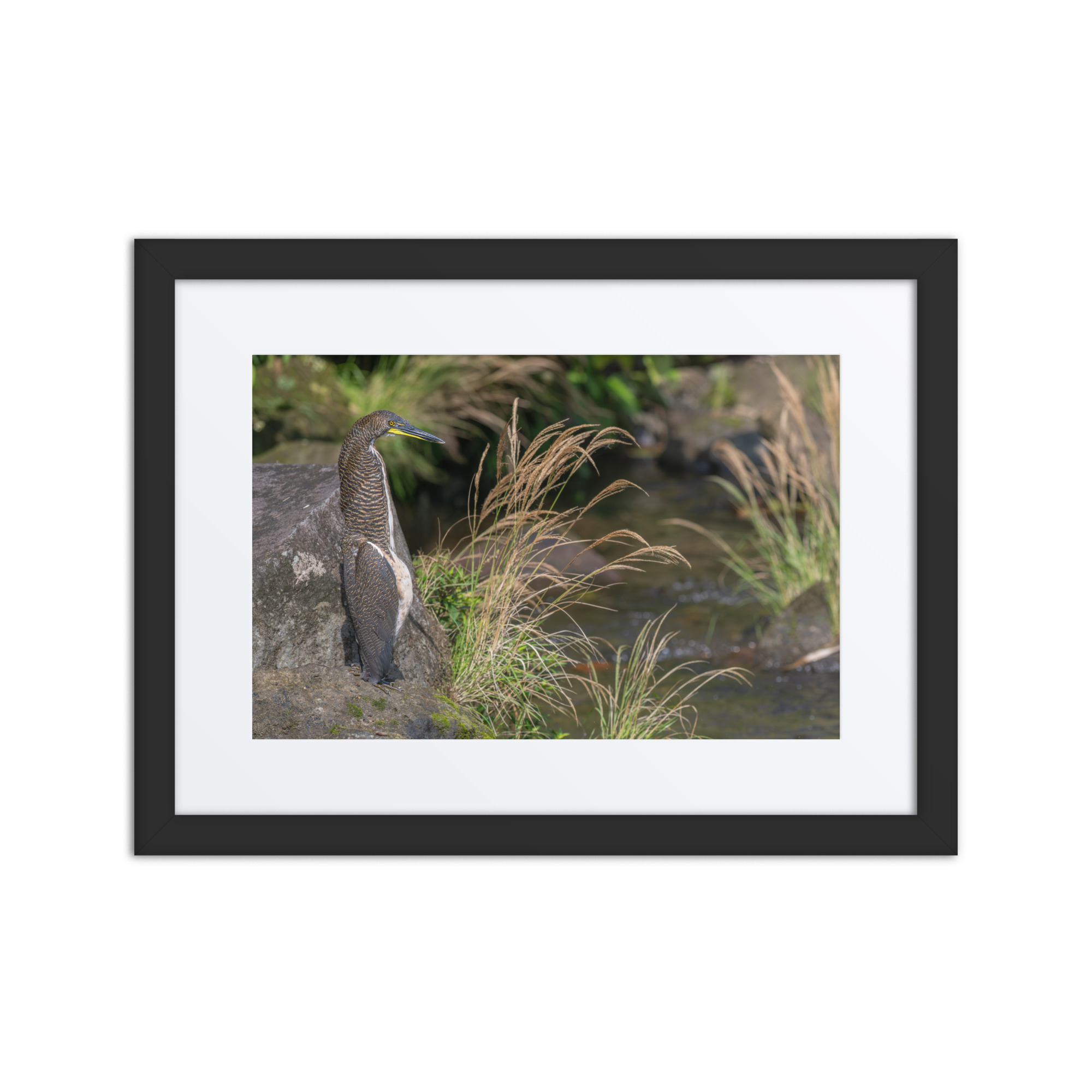 Bare-throated tiger heron! Framed Mat poster