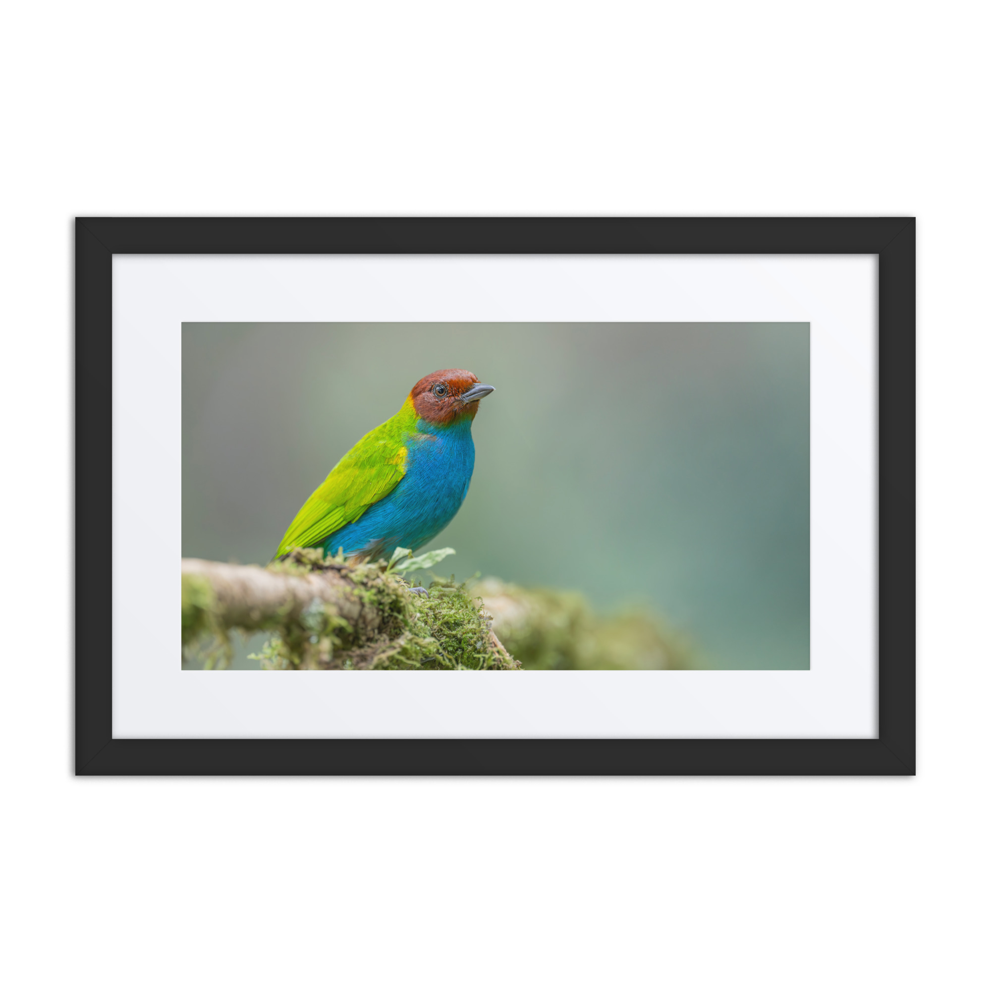 Bay Headed Tanager in rain Forest! Framed poster - Image 2