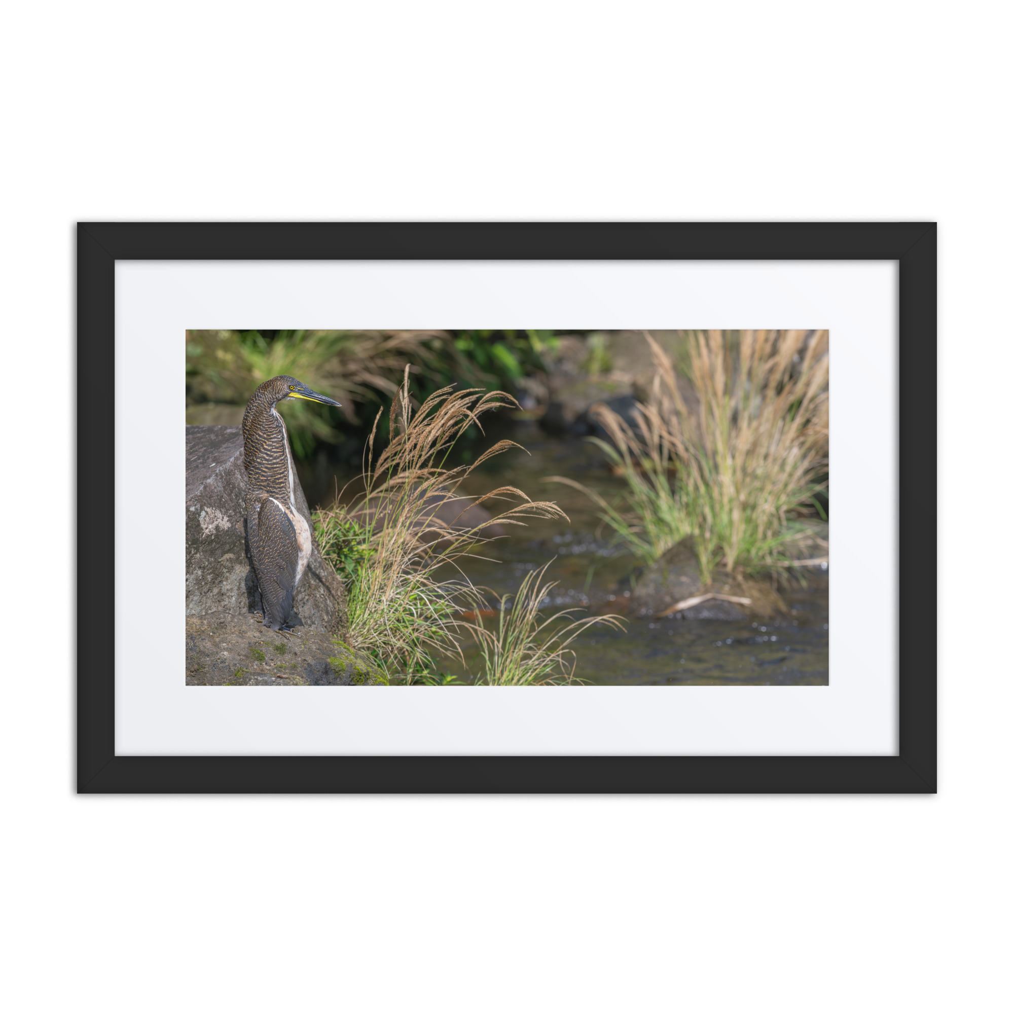 Bare-throated tiger heron! Framed Mat poster - Image 2