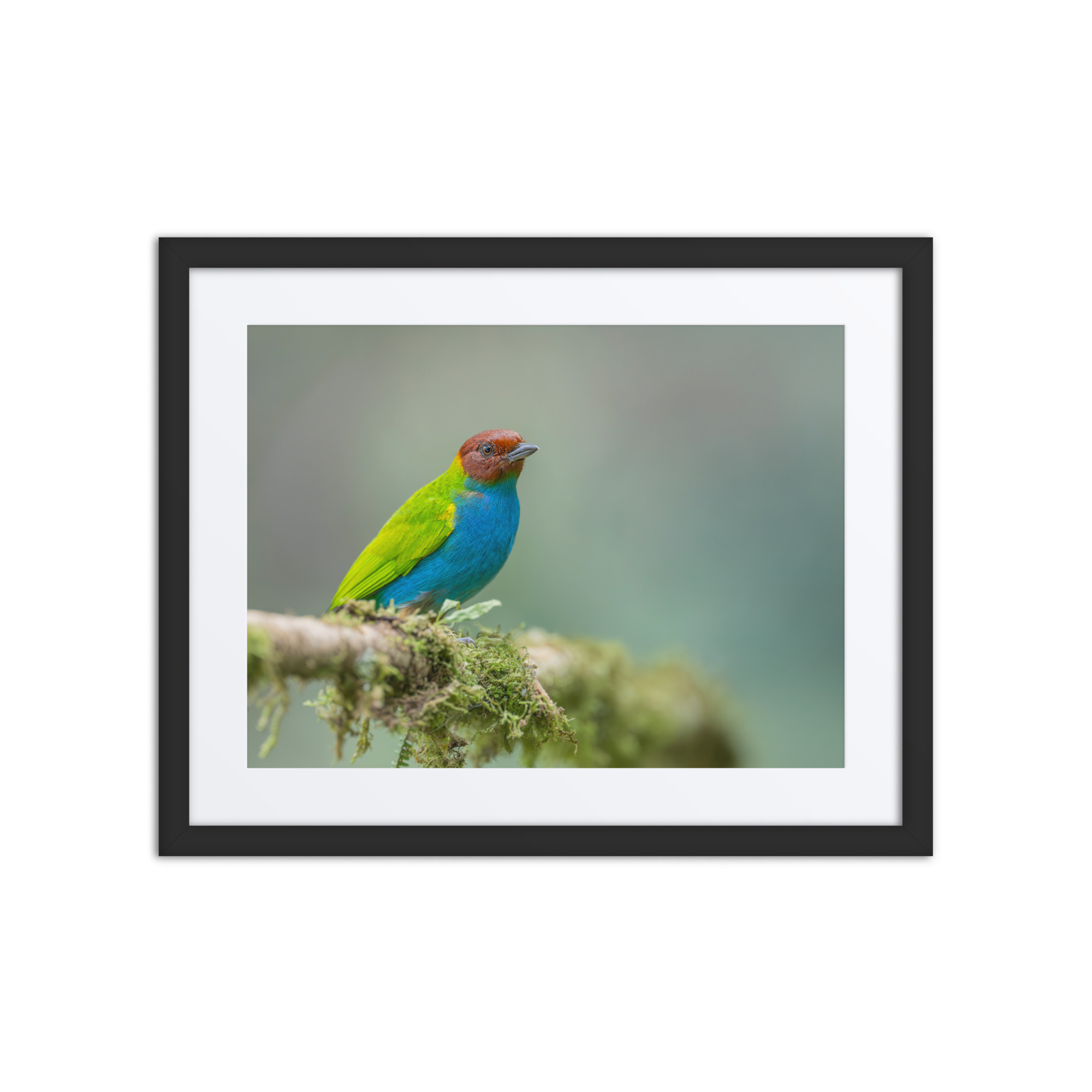 Bay Headed Tanager in rain Forest! Framed poster - Image 3