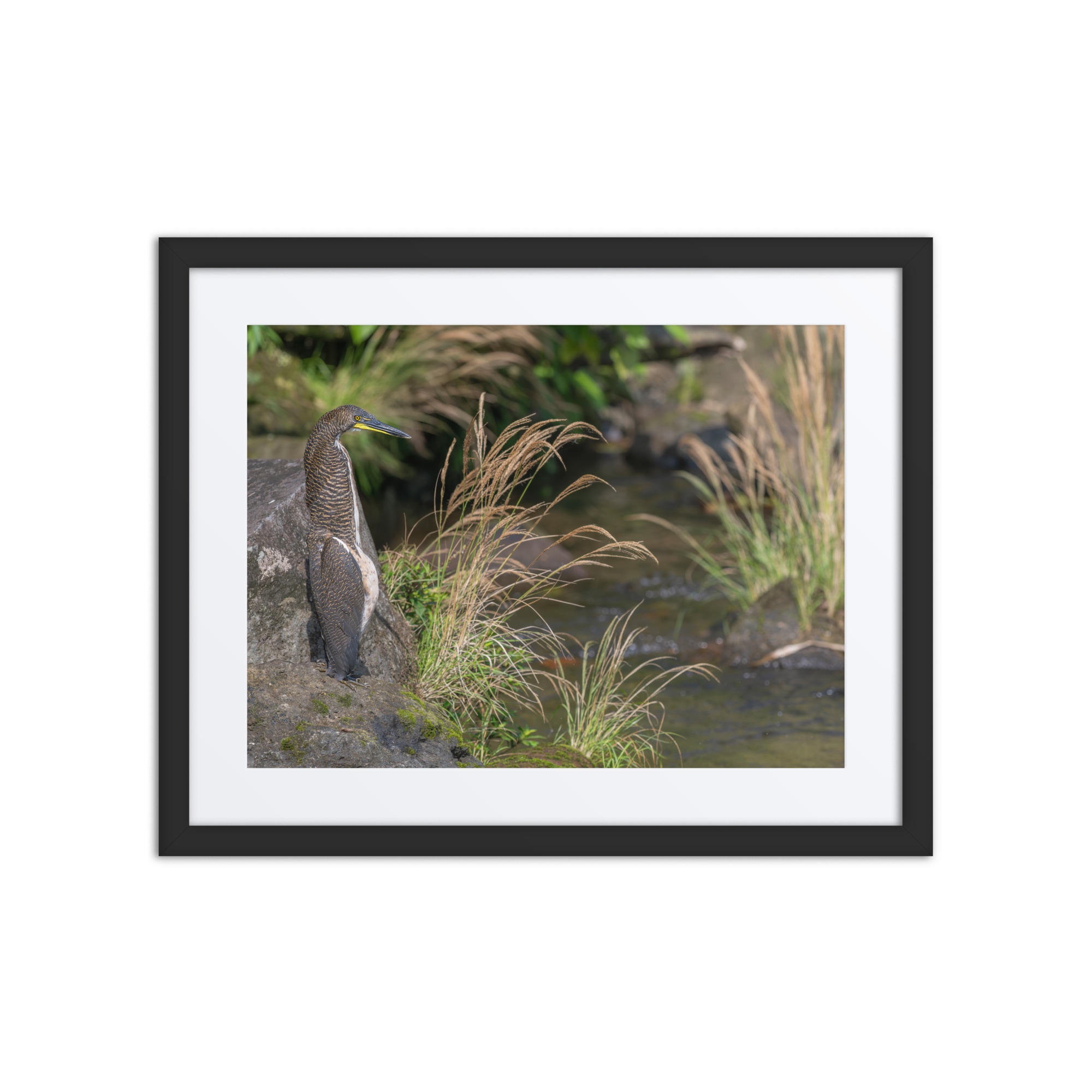 Bare-throated tiger heron! Framed Mat poster - Image 3