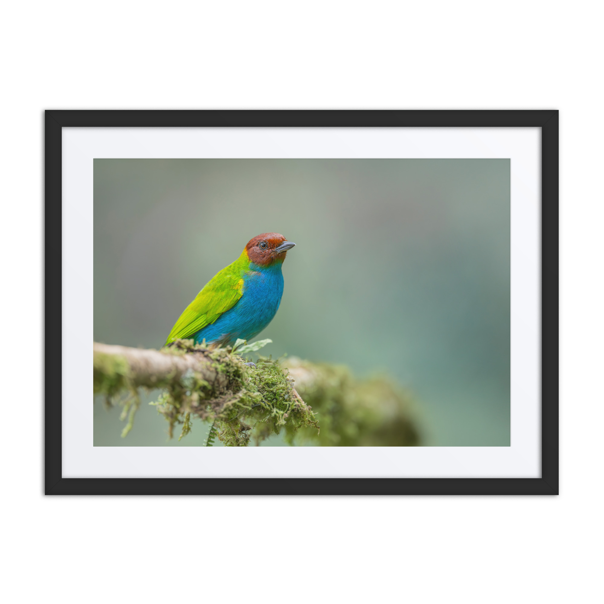 Bay Headed Tanager in rain Forest! Framed poster - Image 4