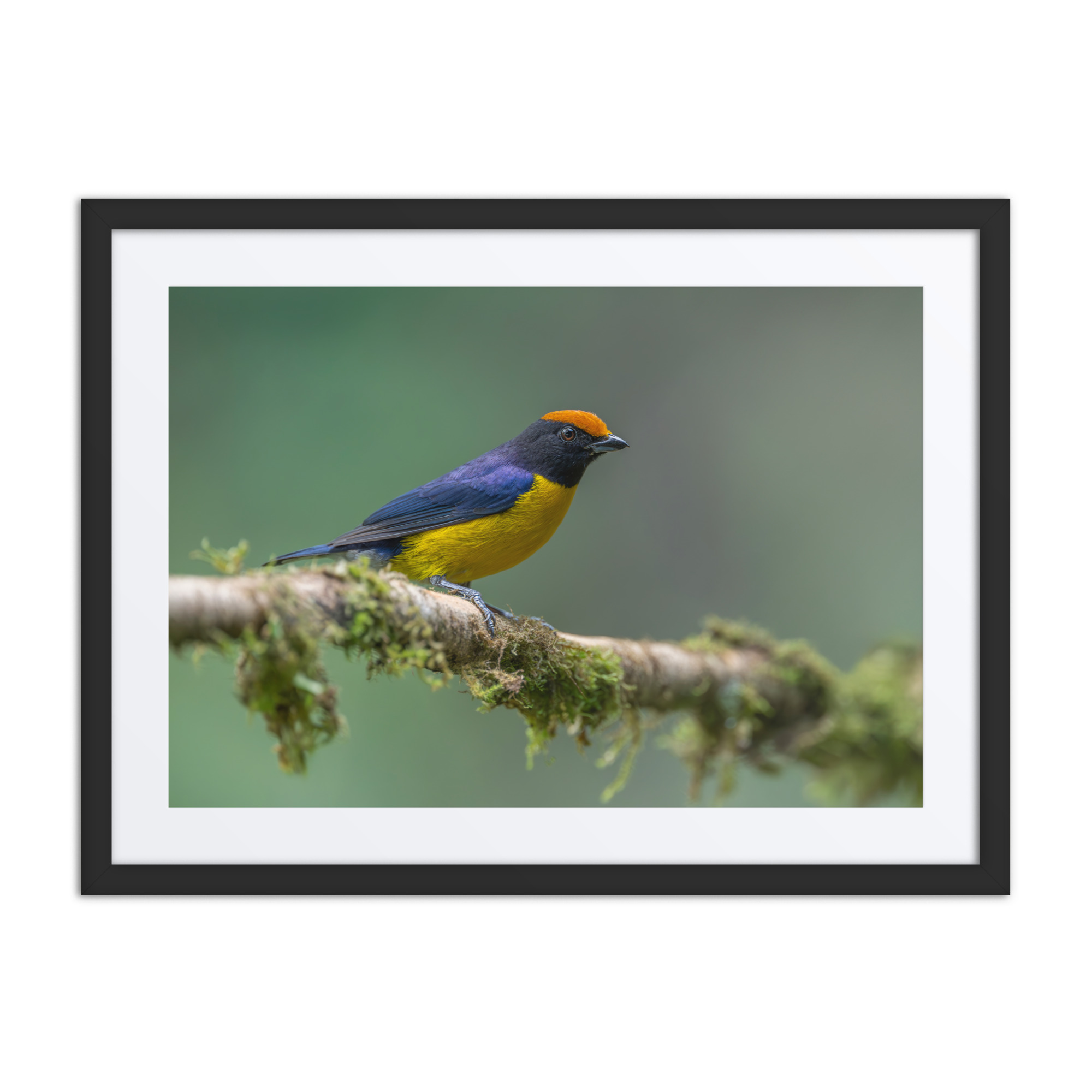 Tawny-capped euphonia in cloud forest! Framed poster - Image 4