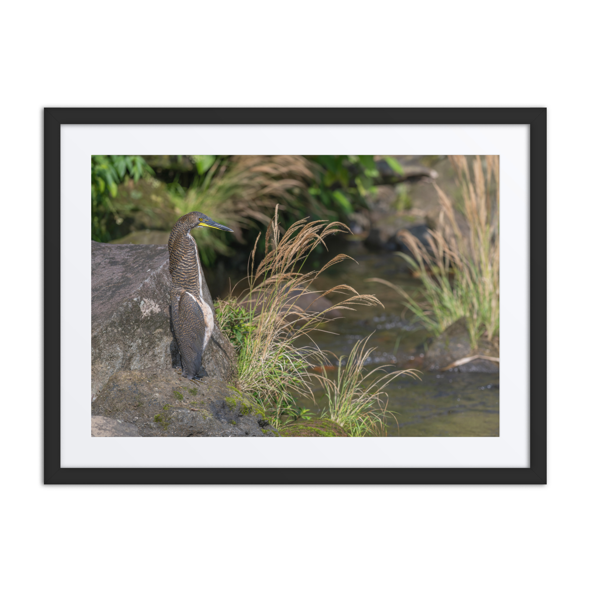 Bare-throated tiger heron! Framed Mat poster - Image 4