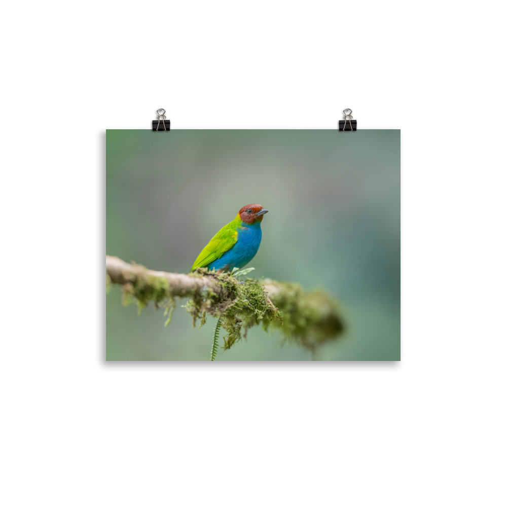 Bay Headed Tanager in rain Forest! Photo paper poster - Image 4