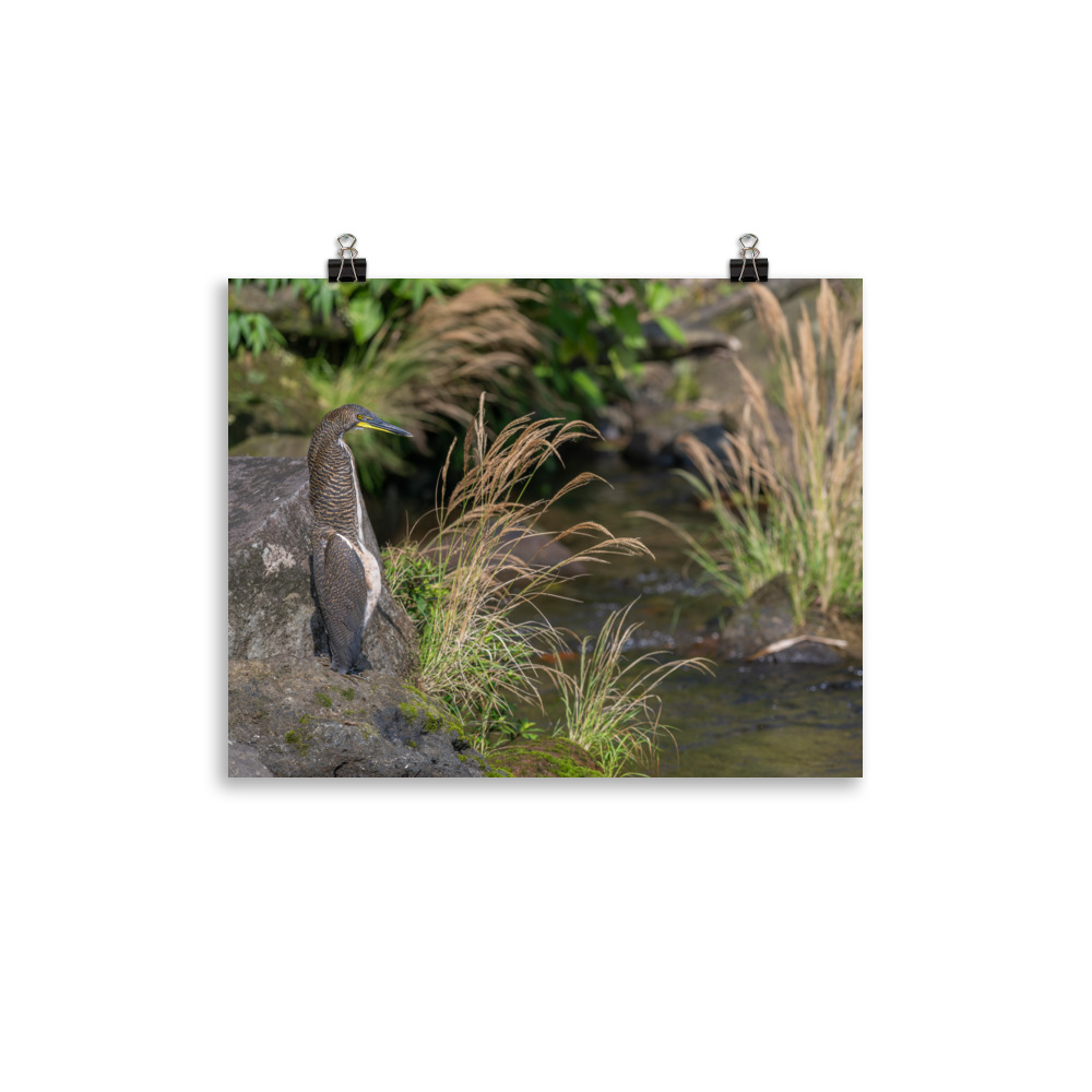 Bare-throated tiger heron! Photo paper poster - Image 4