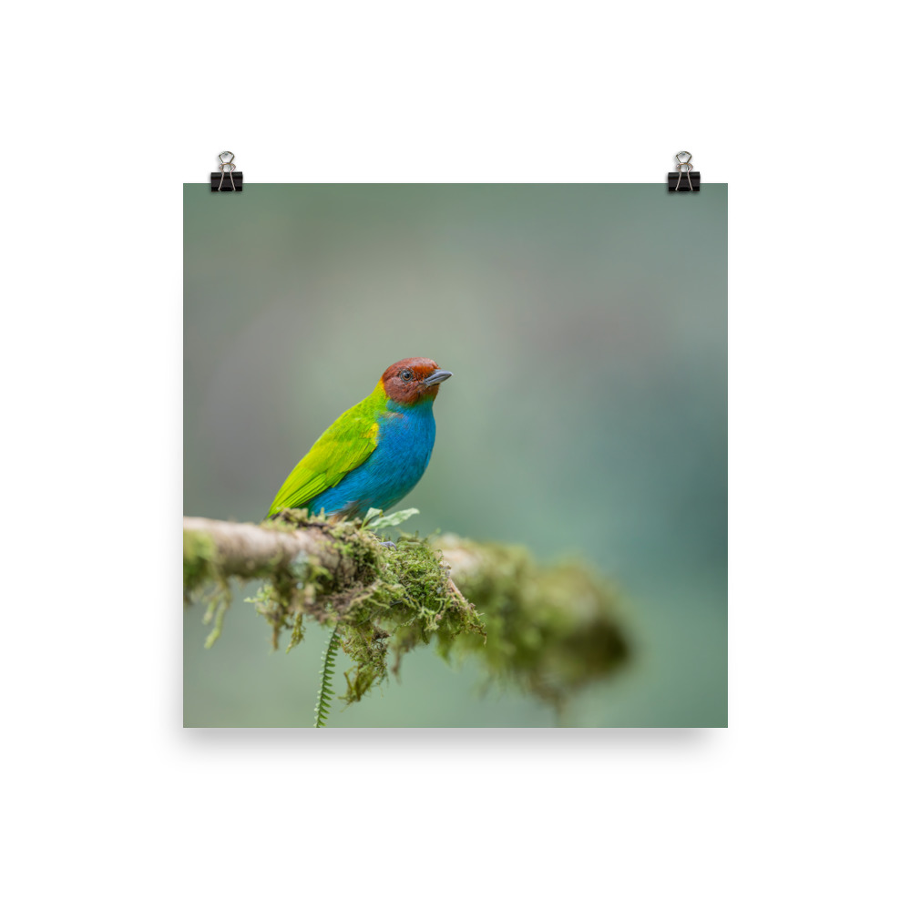 Bay Headed Tanager in rain Forest! Photo paper poster - Image 5
