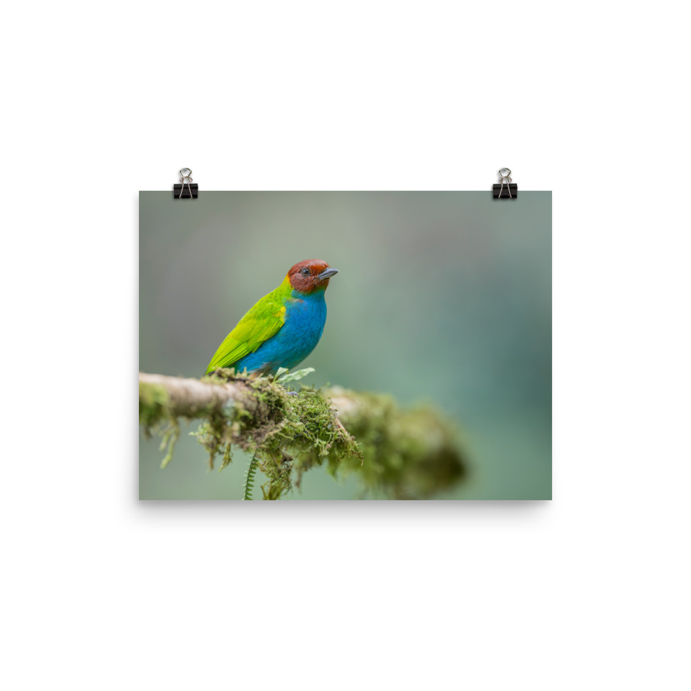 Bay Headed Tanager in rain Forest! Photo paper poster - Image 6