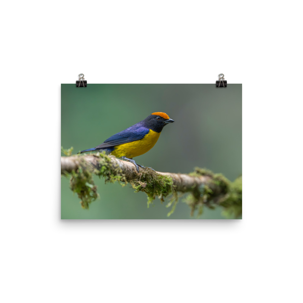 Tawny-capped euphonia in cloud forest! Photo paper poster - Image 6