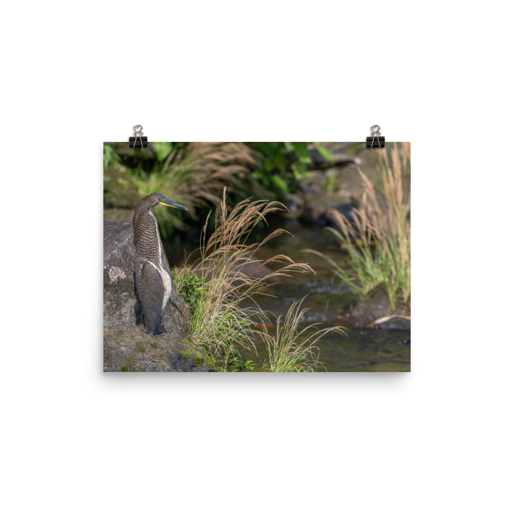 Bare-throated tiger heron! Photo paper poster - Image 6