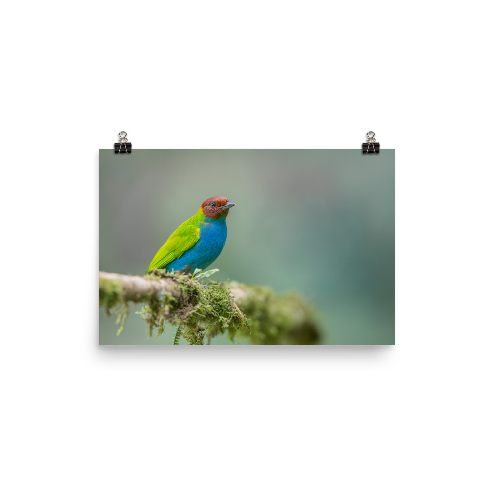 Bay Headed Tanager in rain Forest! Photo paper poster - Image 7