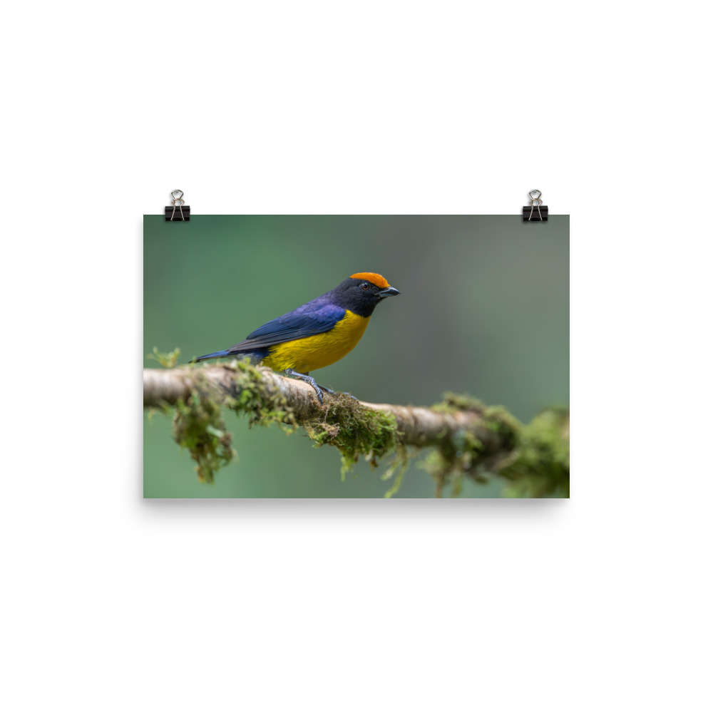 Tawny-capped euphonia in cloud forest! Photo paper poster - Image 7