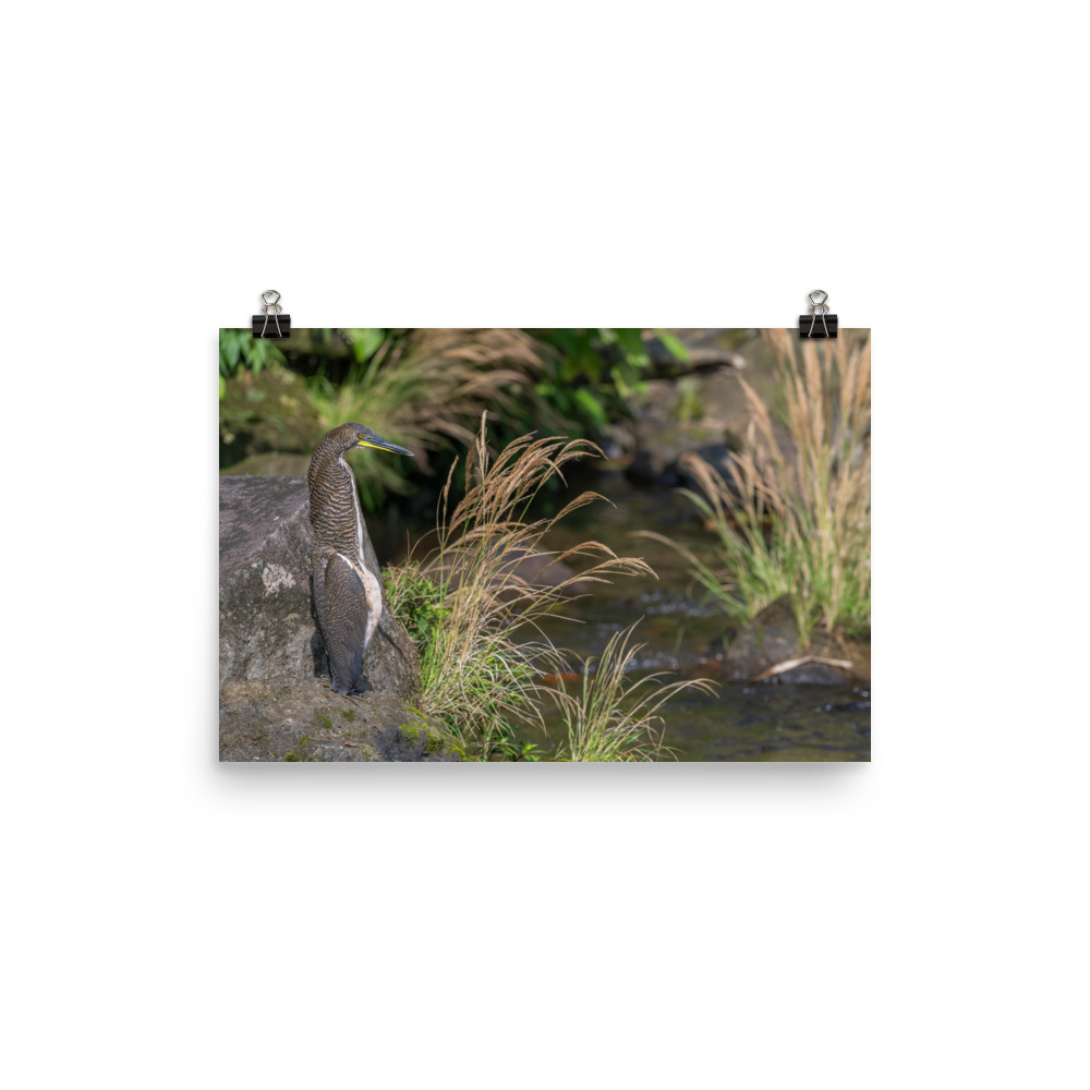 Bare-throated tiger heron! Photo paper poster - Image 7