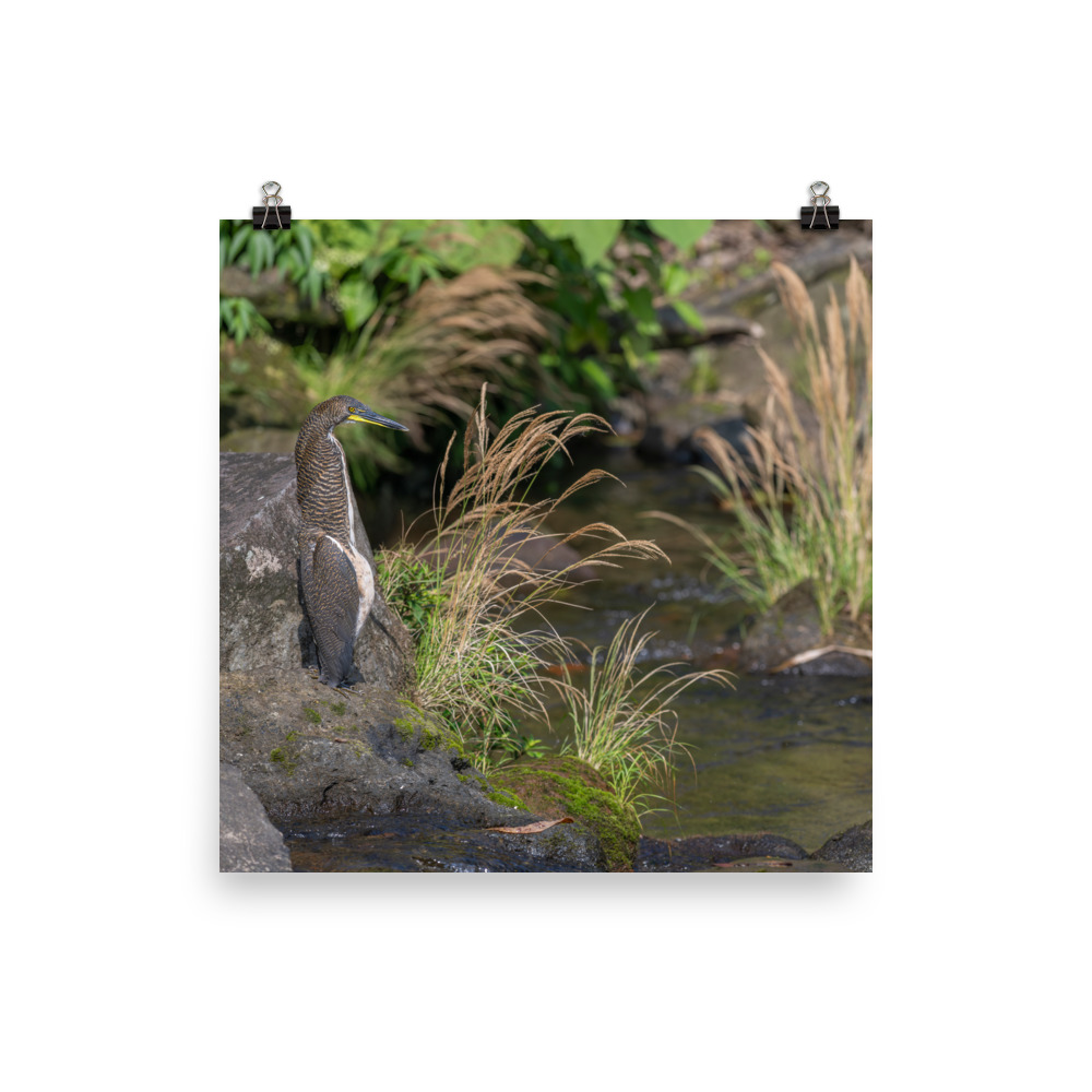 Bare-throated tiger heron! Photo paper poster - Image 9