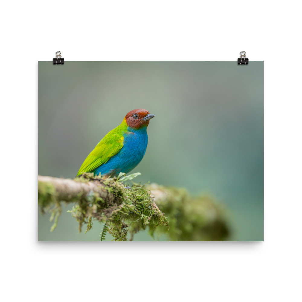 Bay Headed Tanager in rain Forest! Photo paper poster - Image 10