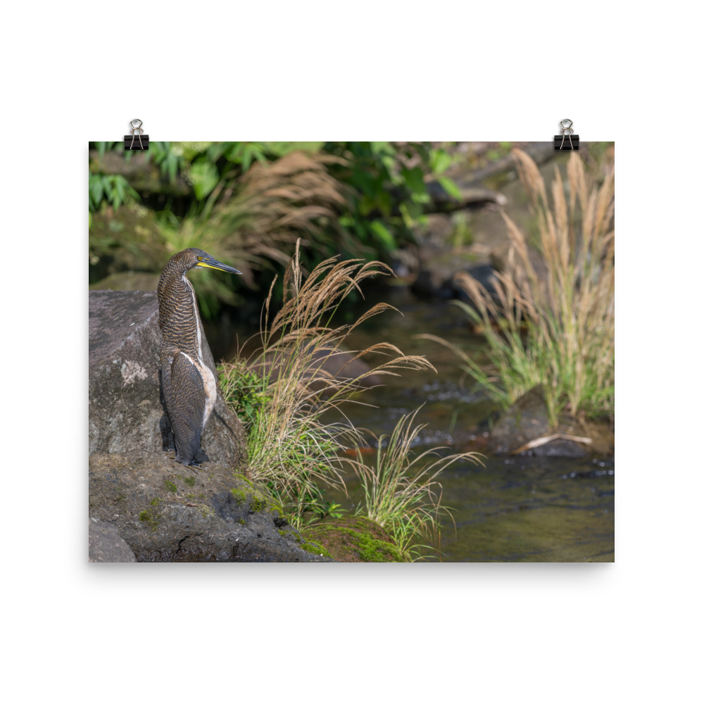 Bare-throated tiger heron! Photo paper poster - Image 10