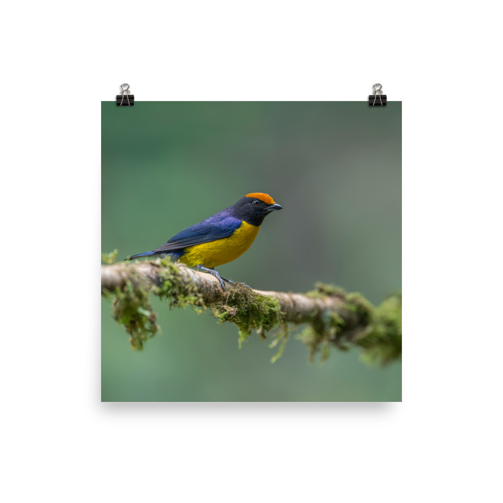 Tawny-capped euphonia in cloud forest! Photo paper poster - Image 11