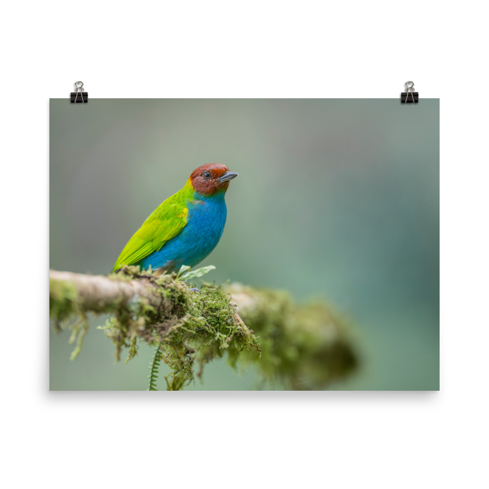 Bay Headed Tanager in rain Forest! Photo paper poster - Image 12