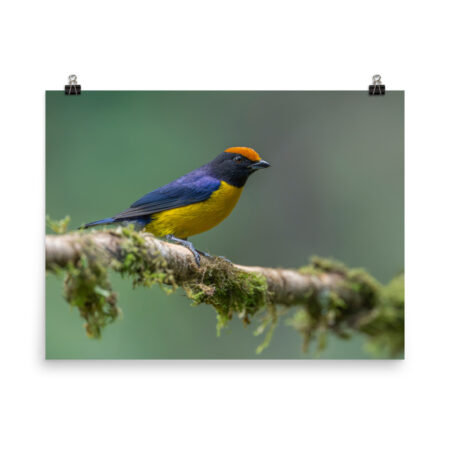 Tawny-capped euphonia in cloud forest! Photo paper poster
