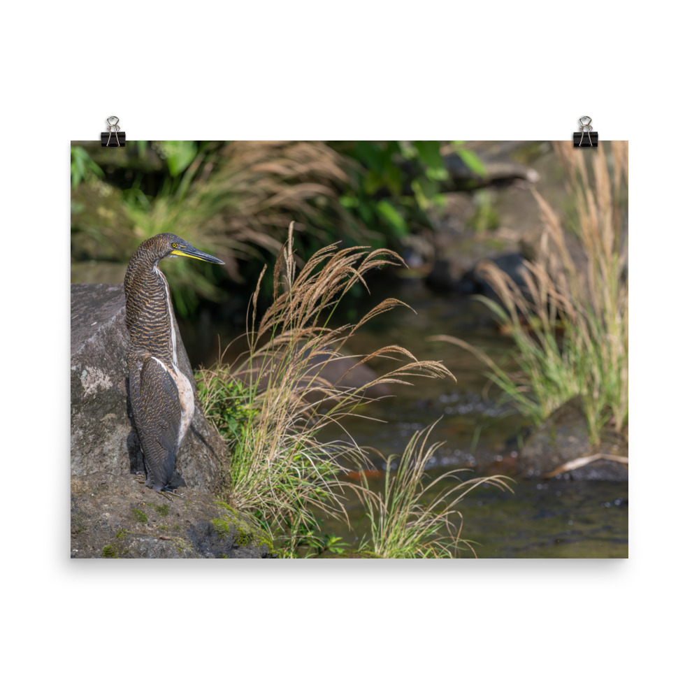 Bare-throated tiger heron! Photo paper poster - Image 12