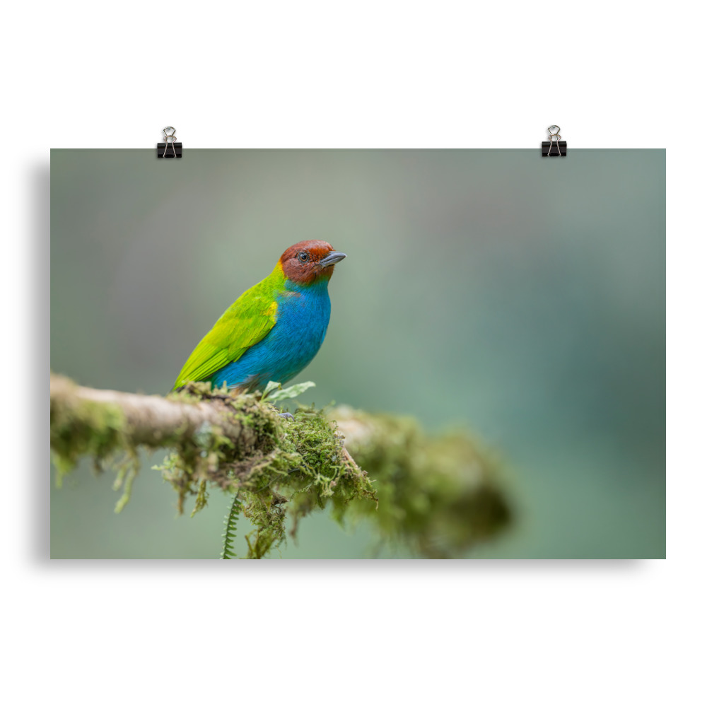 Bay Headed Tanager in rain Forest! Photo paper poster