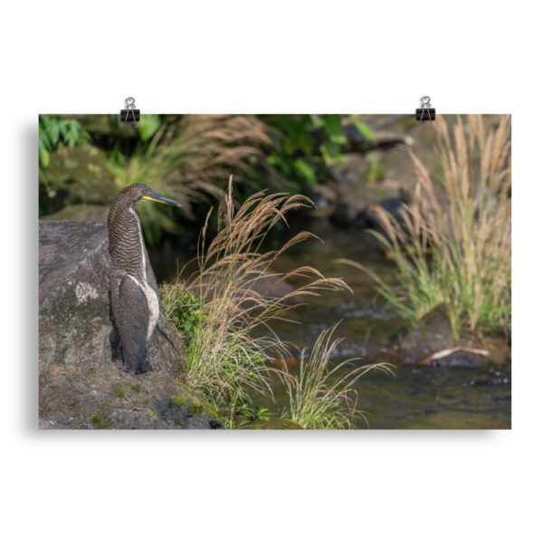 Bare-throated tiger heron! Photo paper poster