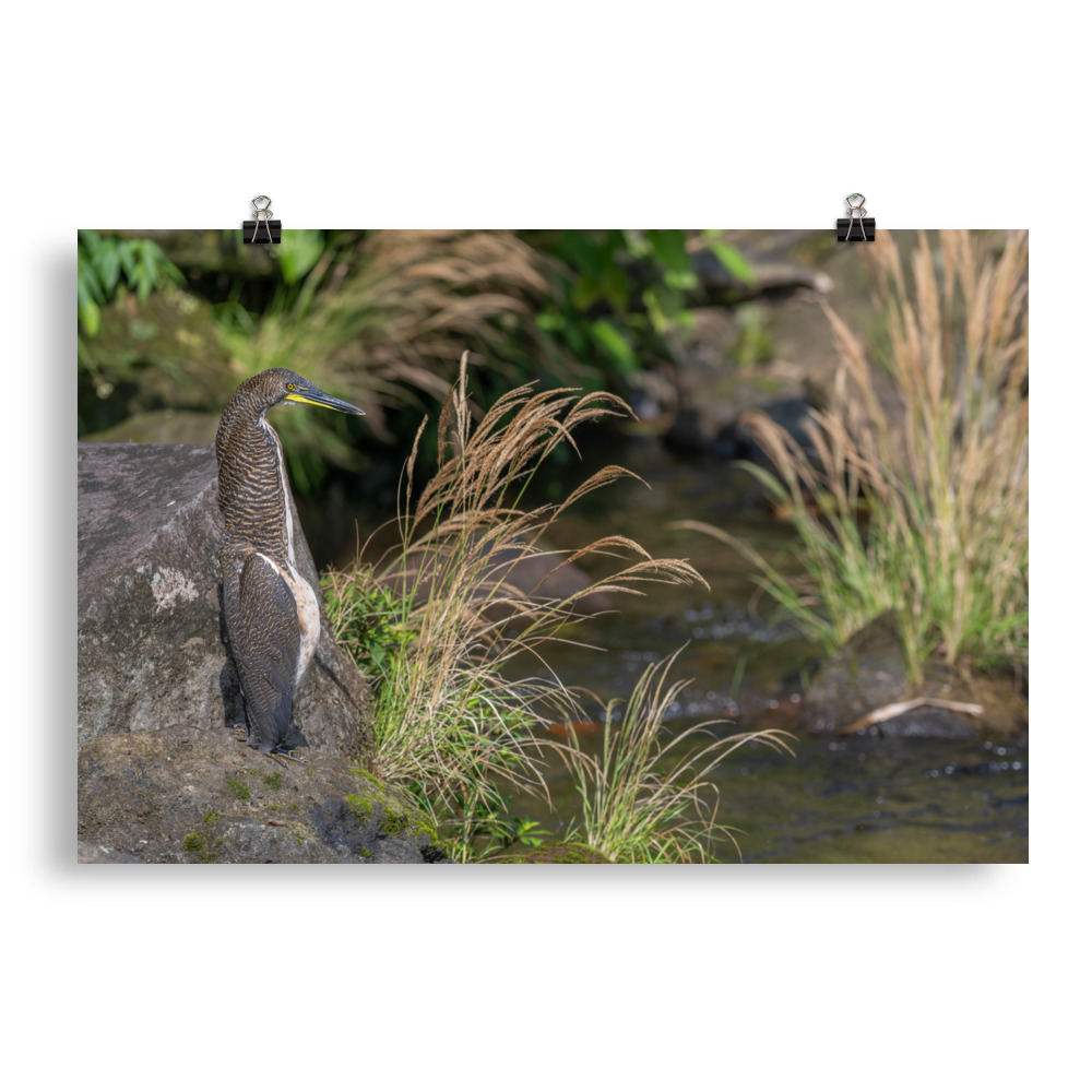 Bare-throated tiger heron! Photo paper poster