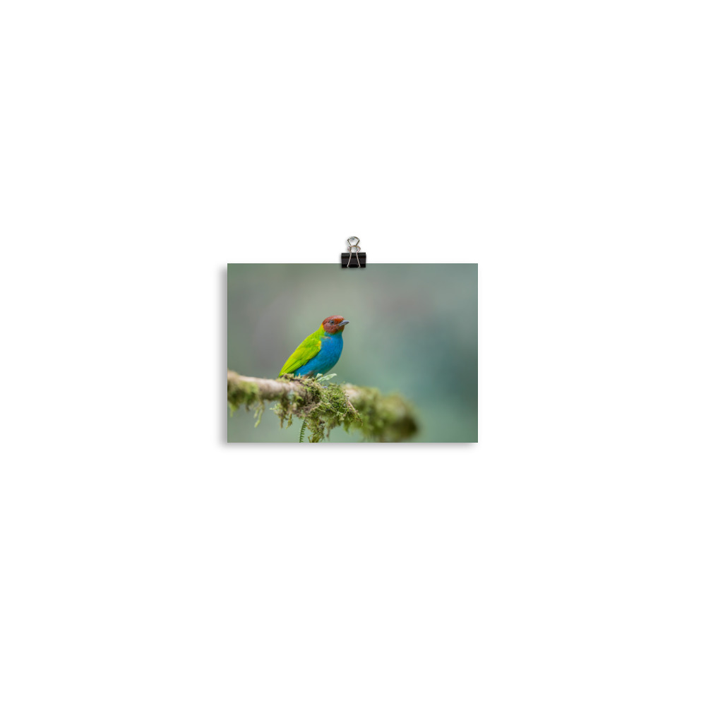 Bay Headed Tanager in rain Forest! Photo paper poster - Image 2