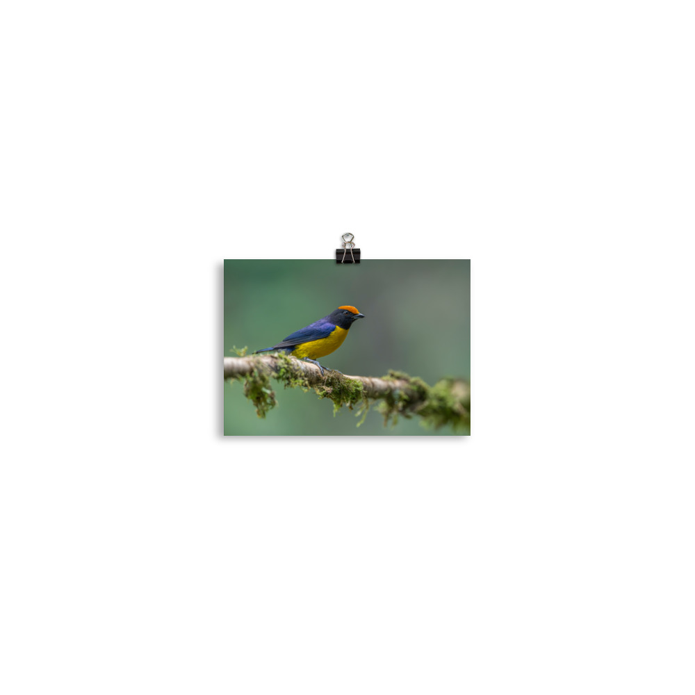 Tawny-capped euphonia in cloud forest! Photo paper poster - Image 2