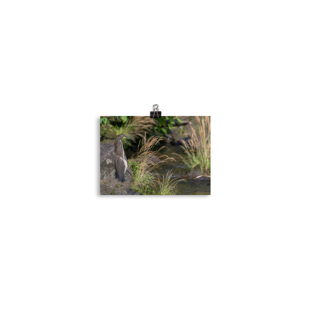 Bare-throated tiger heron! Photo paper poster - Image 2