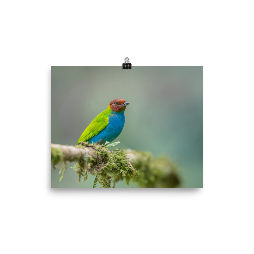 Bay Headed Tanager in rain Forest! Photo paper poster - Image 13