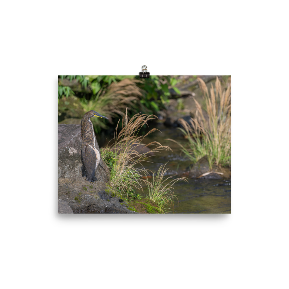 Bare-throated tiger heron! Photo paper poster - Image 13
