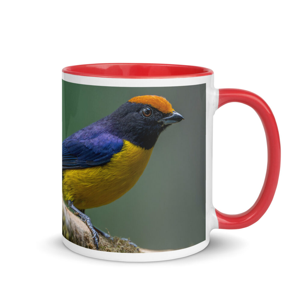 Tawny-capped euphonia in cloud forest! Mug with Color Inside