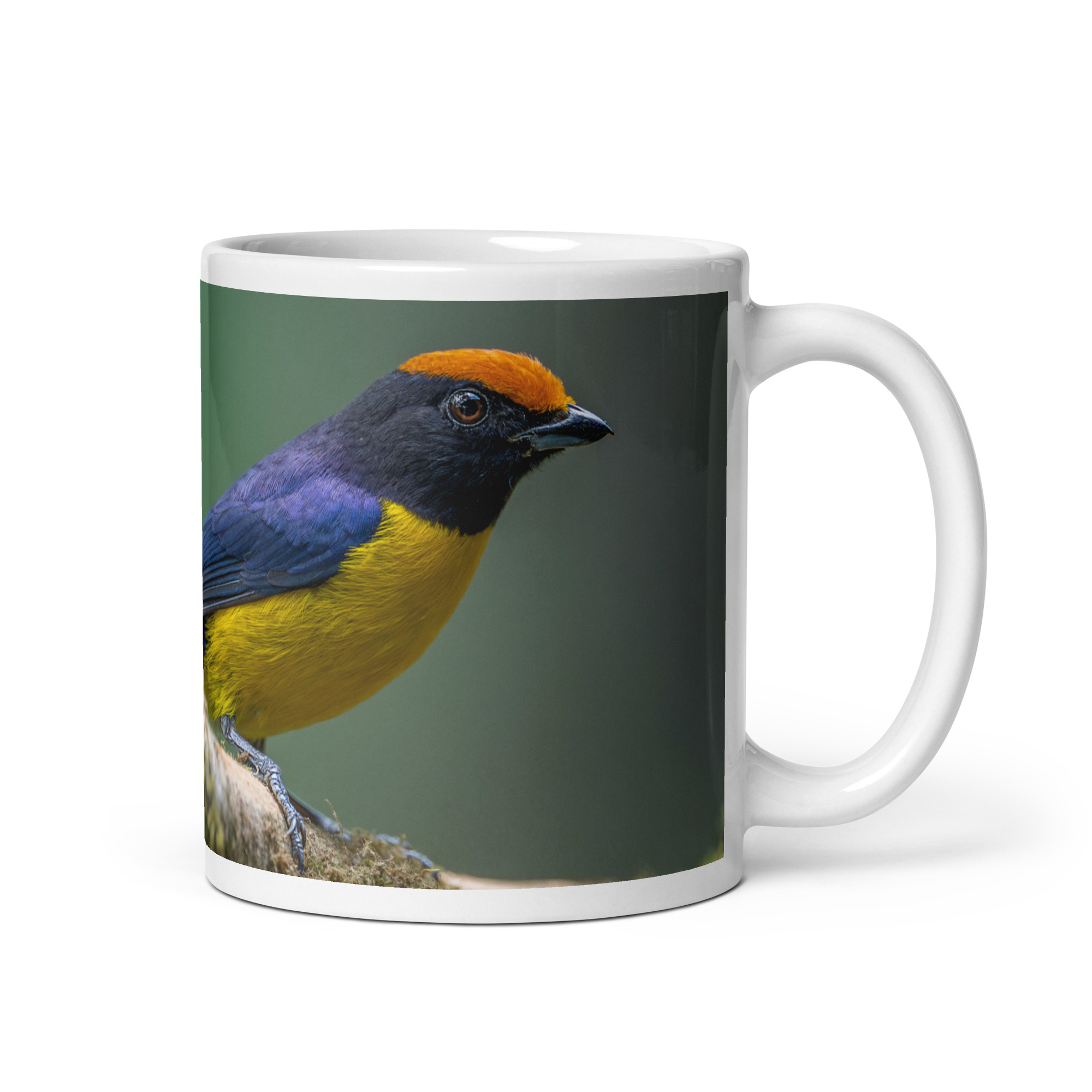Tawny-capped euphonia in cloud forest! White glossy mug