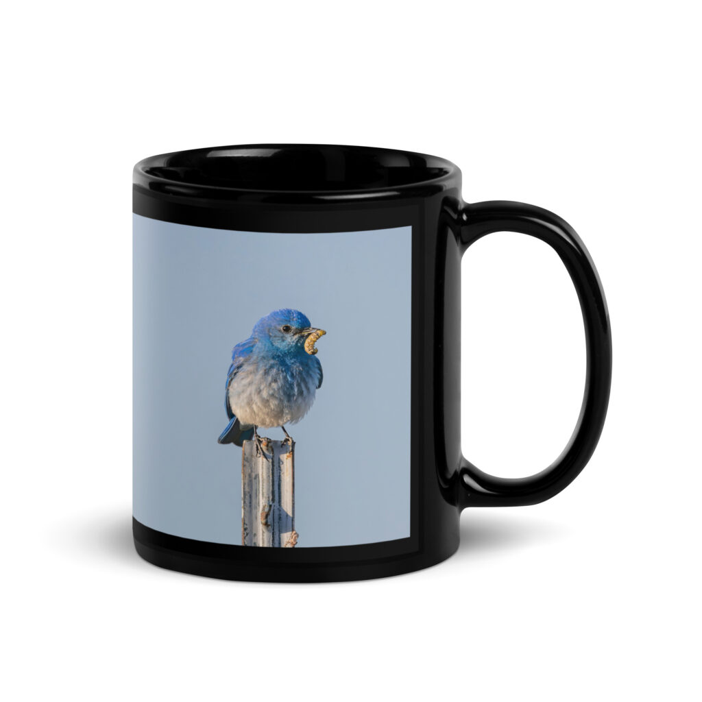 Mountain Blue Bird with food! Black Glossy Mug
