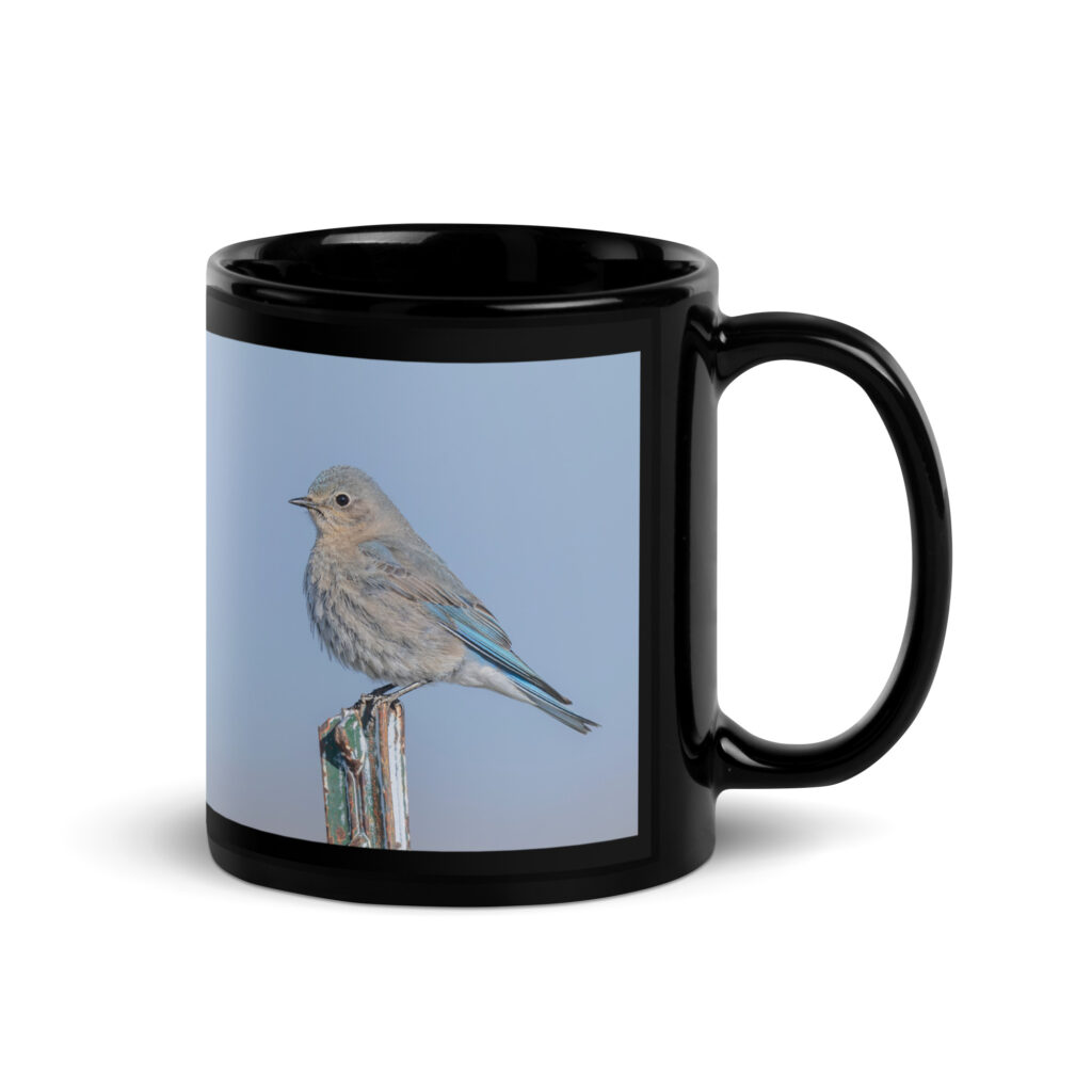 Female Mountain Bluebird! Black Glossy Mug