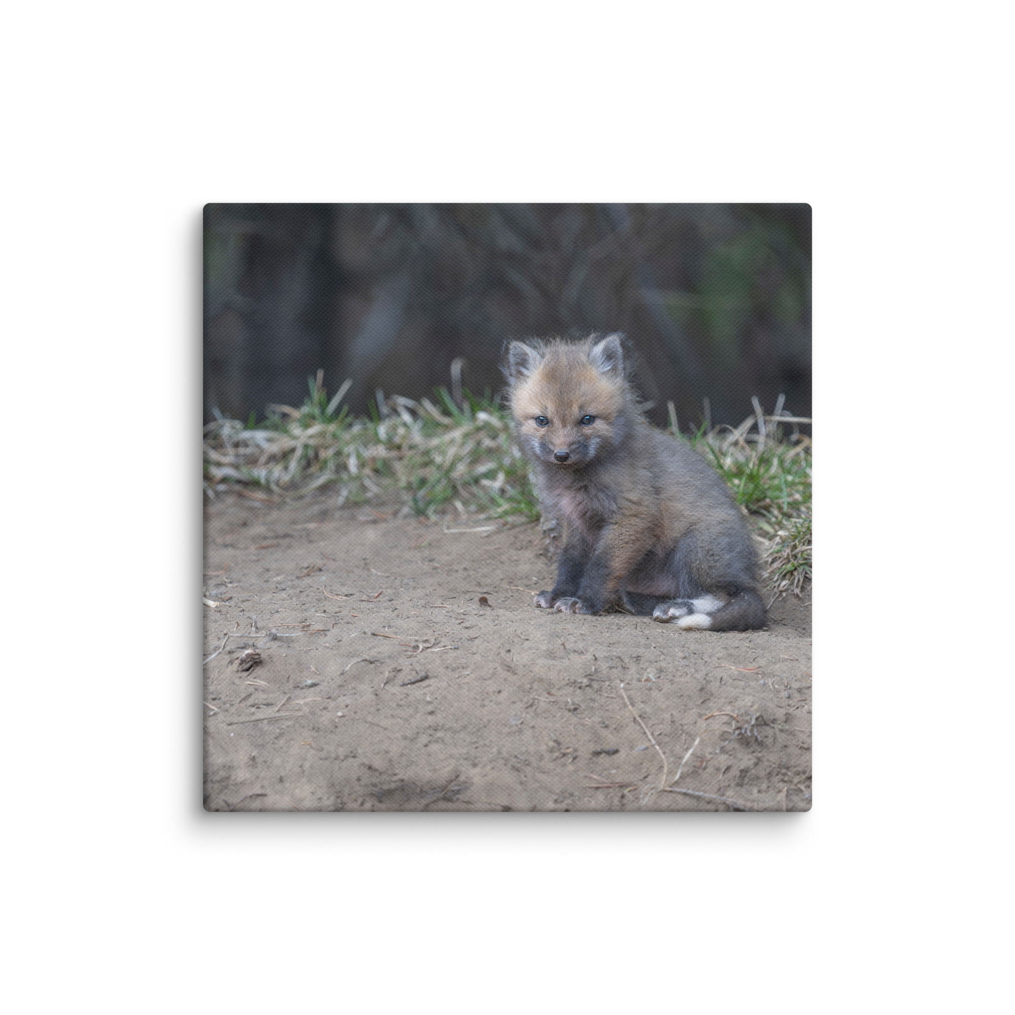 Baby Fox! Canvas - Image 2