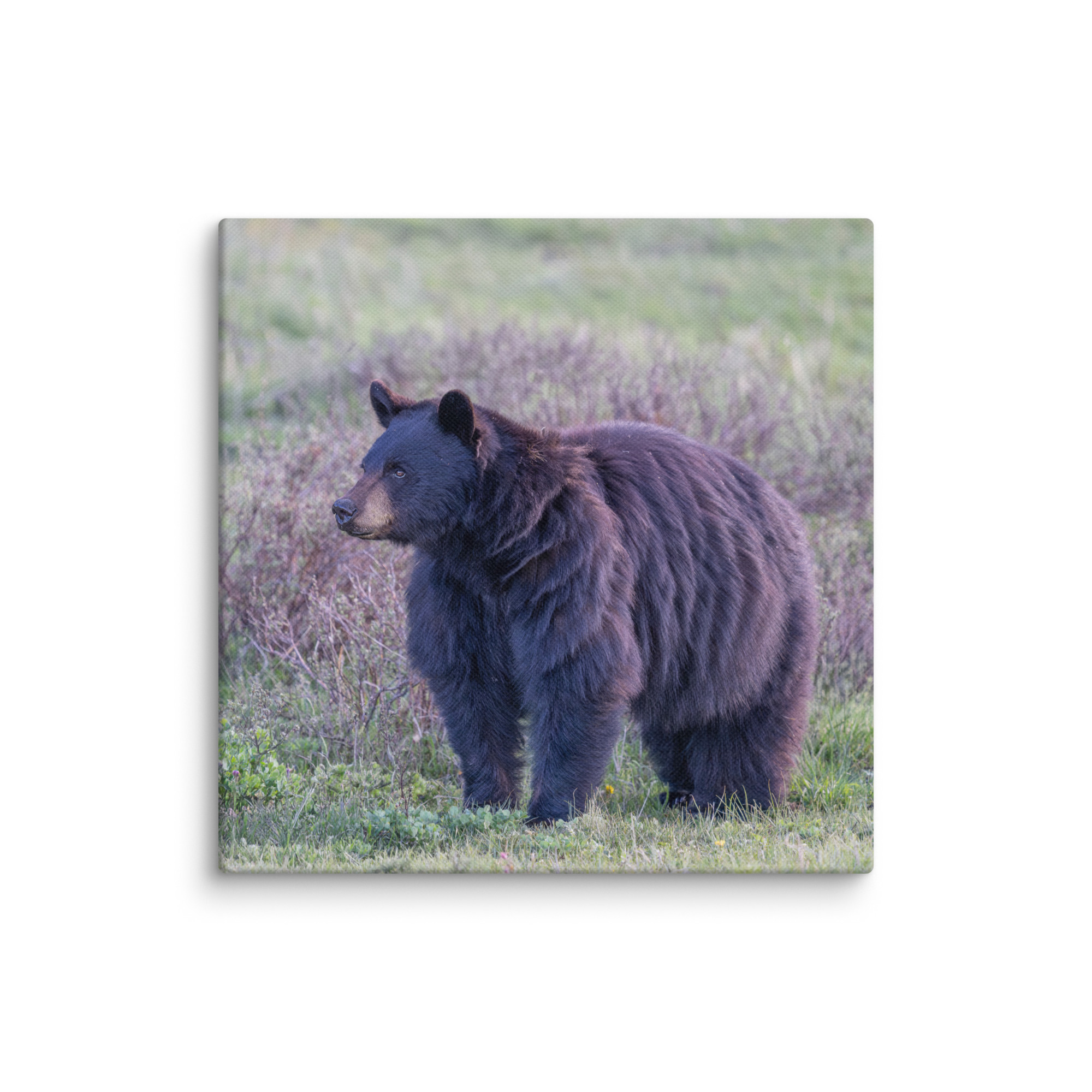 American black bear! Canvas - Image 2