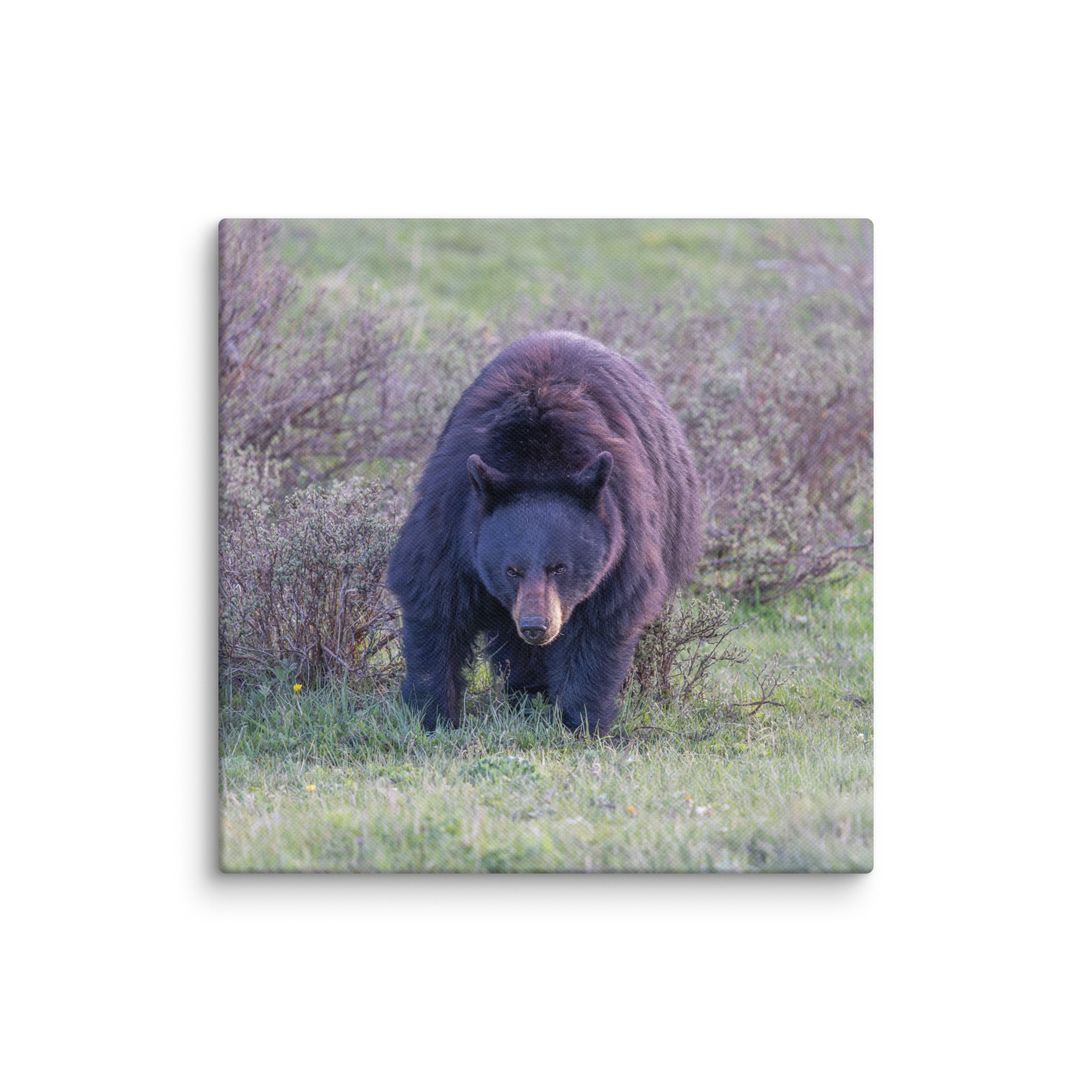 American black bear! Canvas - Image 2