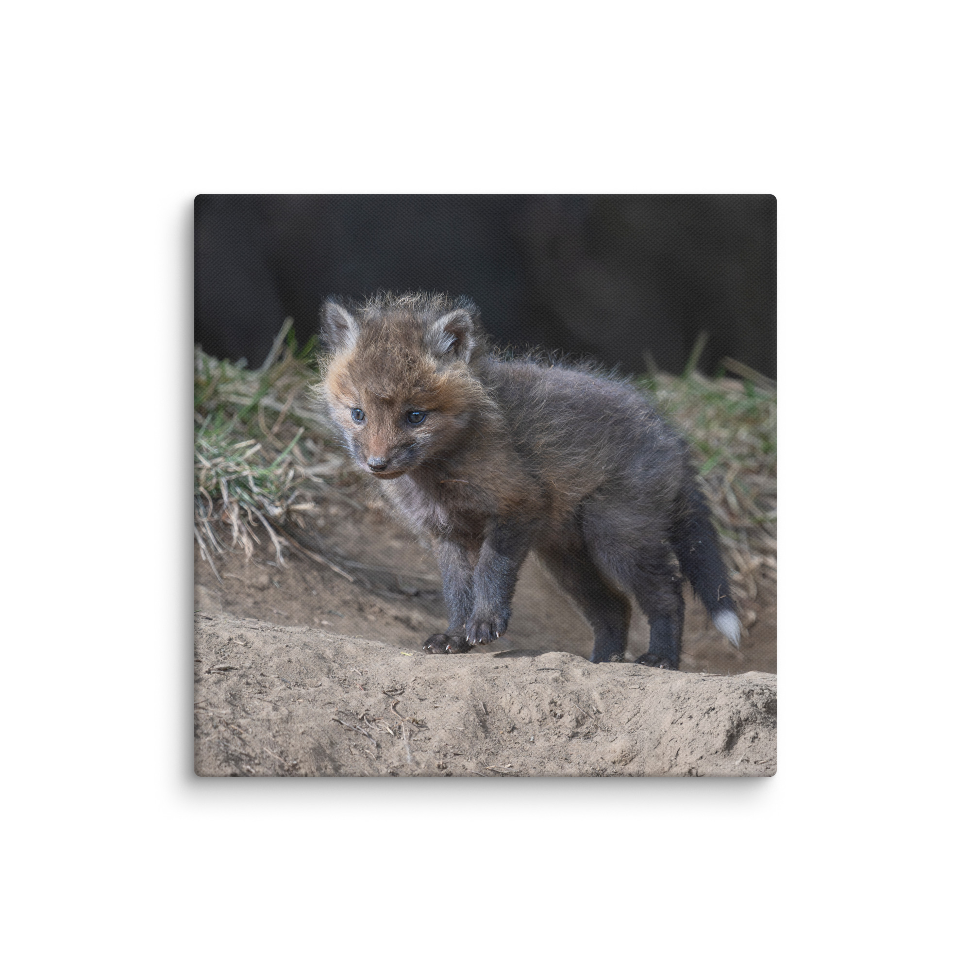 Curious Fox Cub! Canvas - Image 2