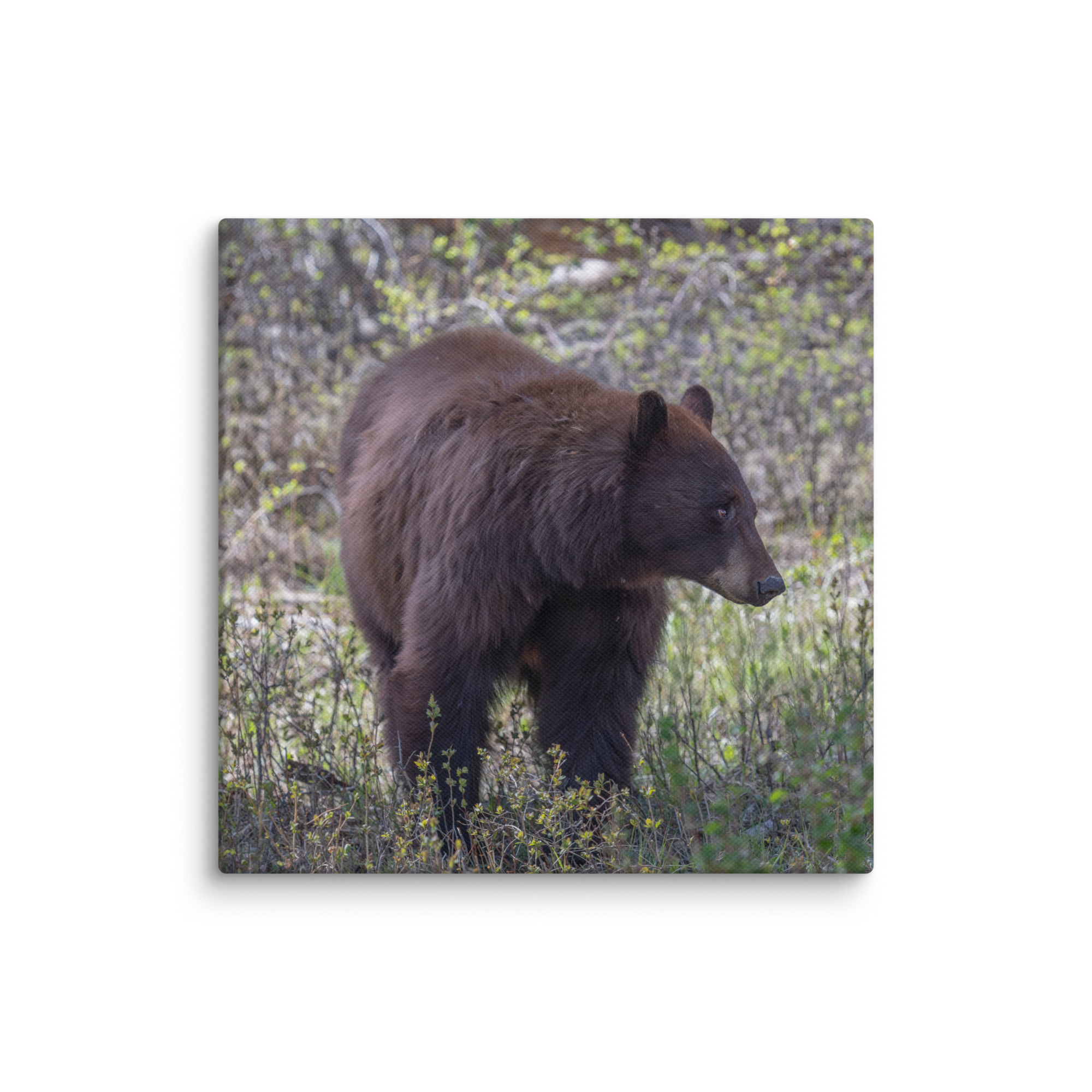 Cinnamon bear! Canvas - Image 2